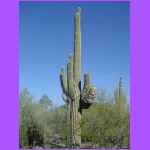 Cactus 4.jpg